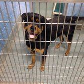 Pg animal shelter - Enid Animal Shelter 580.249.4910 1200 S. 10th Street Enid, OK Hours are: Monday - Friday... Adopt-A-Pet (ENID Animal Shelter), Enid, Oklahoma. 15,457 likes · 1,505 talking about this · 15 were here. Enid Animal Shelter 580.249.4910 1200 S. 10th...